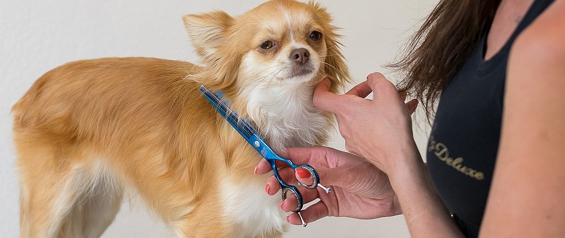 Hundecoiffeur in der Kleintierpraxis Anima