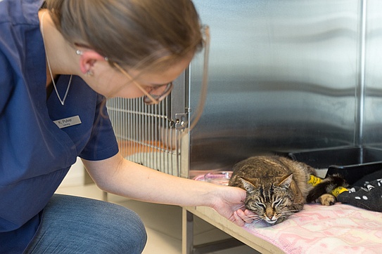 Verletzte Katze wird gepflegt