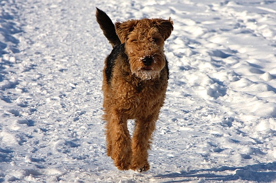 Welsh Terrier Siro