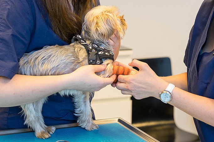 Hund mit Verband